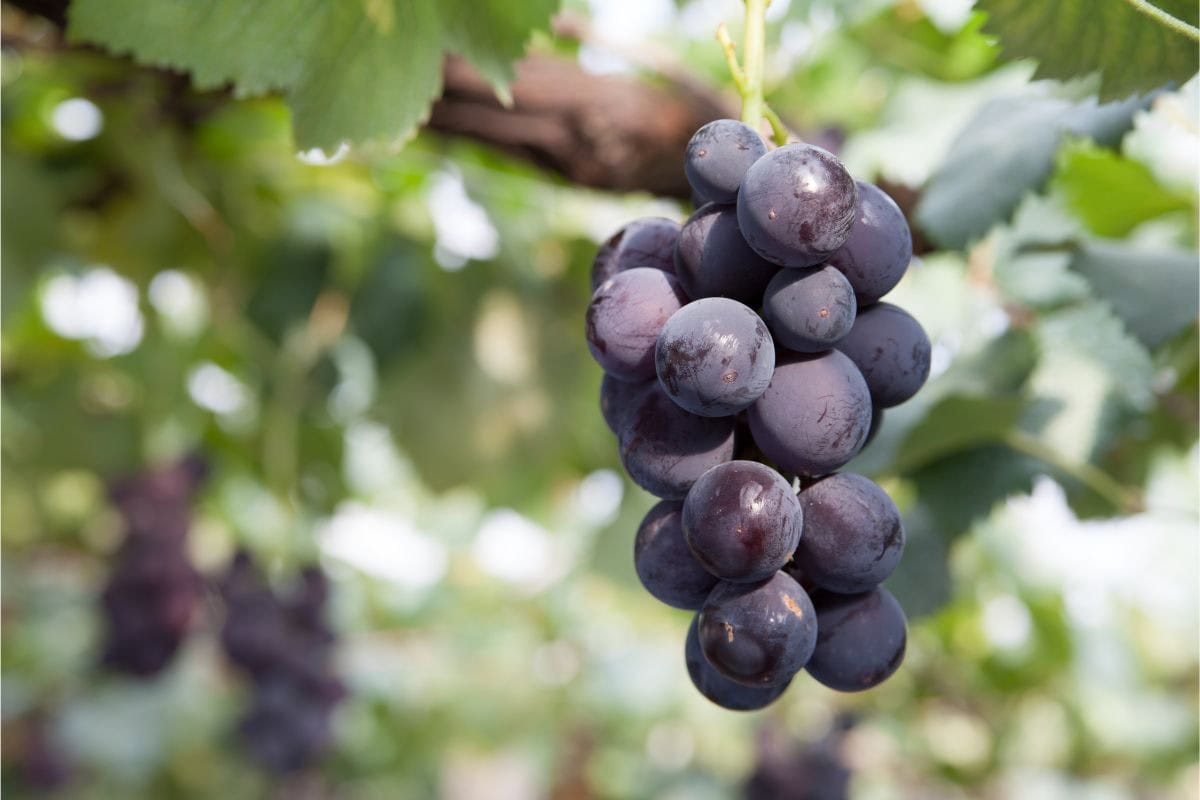 A bunch of kyoho grapes on the vine | Hurry The Food Up