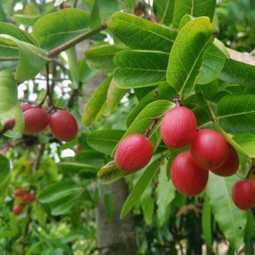 Recipe Card Block Image - Fruits That Start With K | Hurry The Food Up