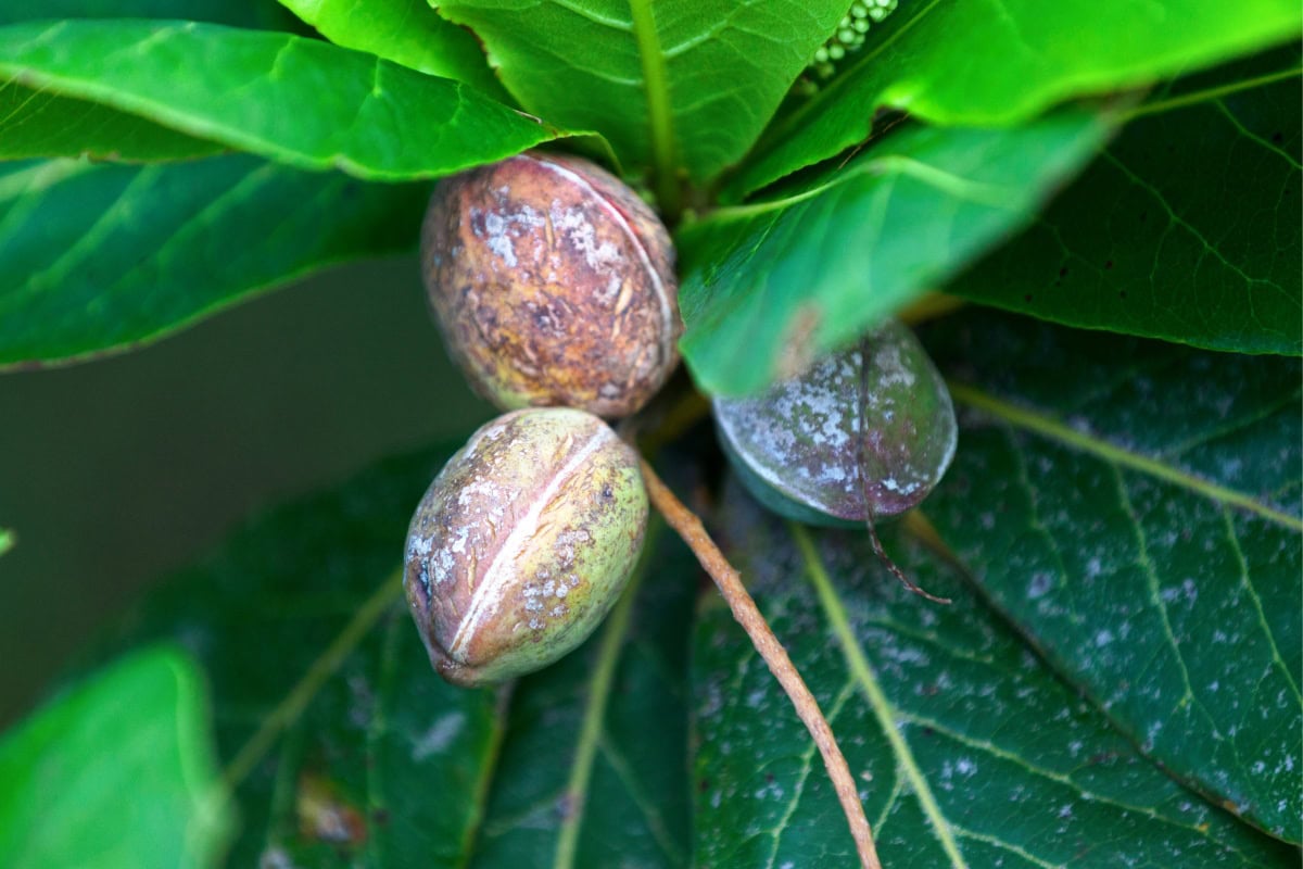 Indian almond fruit | Hurry The Food Up