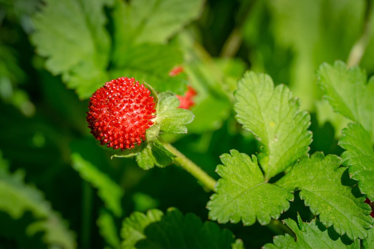 Indian strawberry | Hurry The Food Up