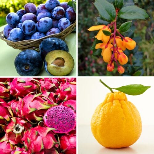22 Fruits That Start With D | Hurry The Food Up