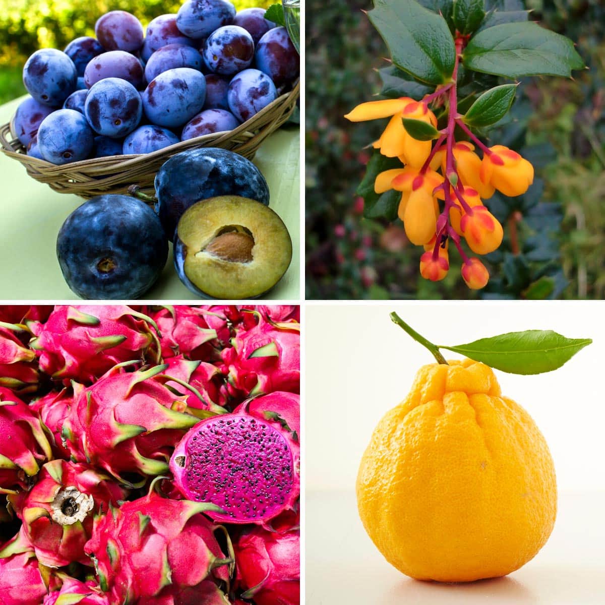 22 Fruits That Start With D