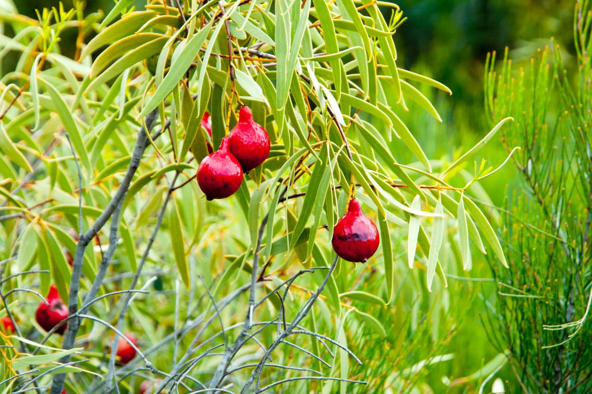 Desert Quandong | Hurry The Food Up