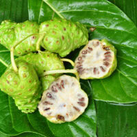 Several noni fruits on leaves - 11