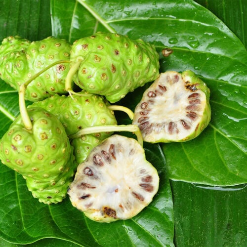 Several noni fruits on leaves