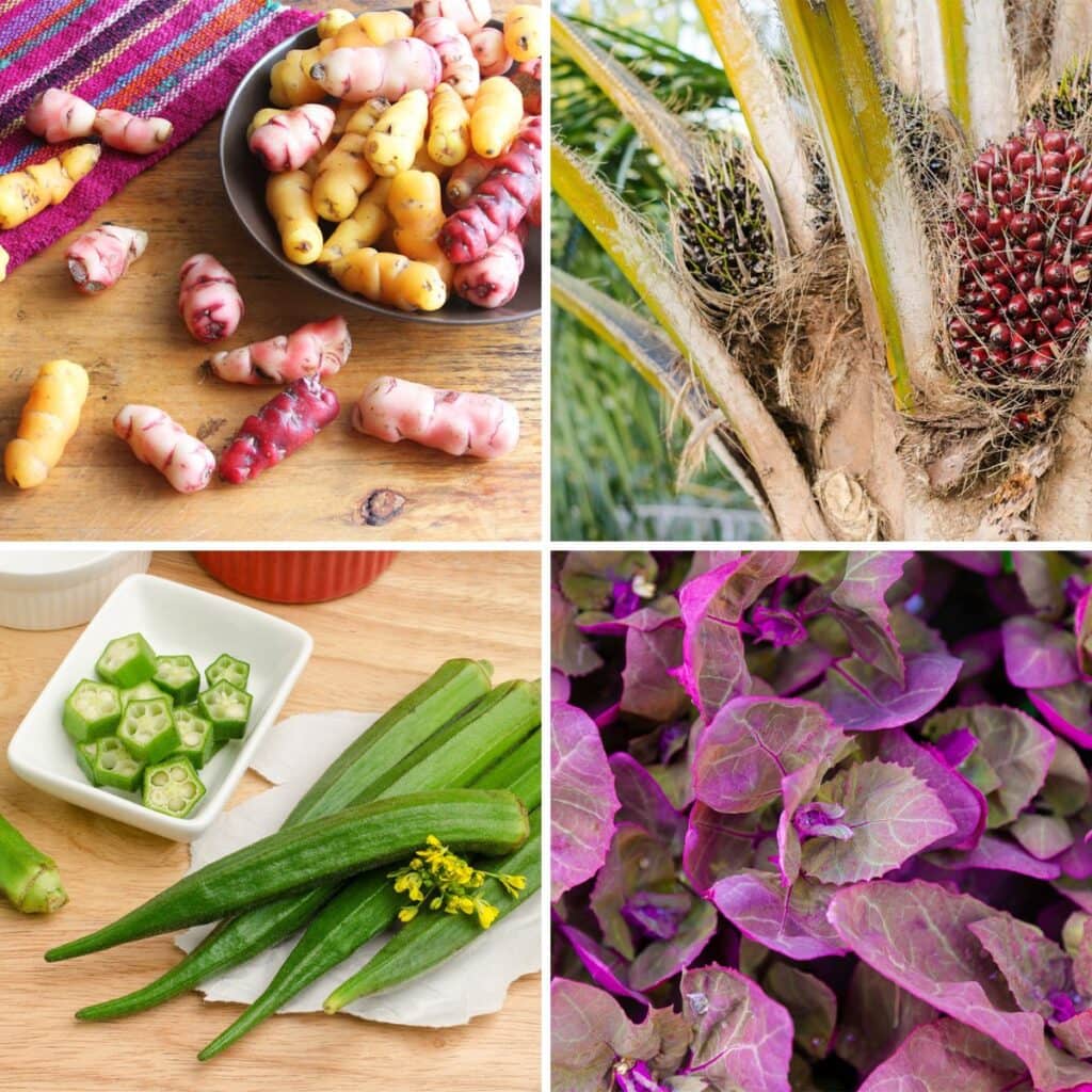 All 12 Vegetables That Start With O (did you know #3?)