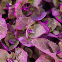 Orach purple leaves | HurryTheFoodUp - 10