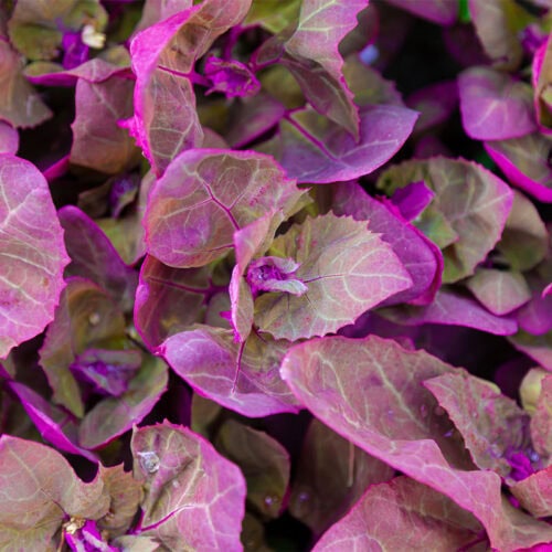Orach purple leaves | HurryTheFoodUp