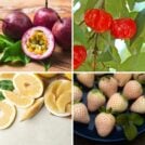 Four different fruits in a grid