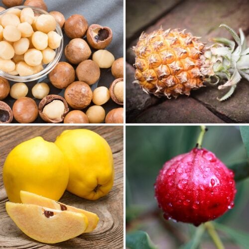 Four different fruits in a grid