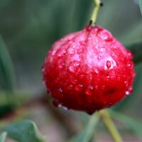 Close-up of a quandong fruit hanging on a tree - 10