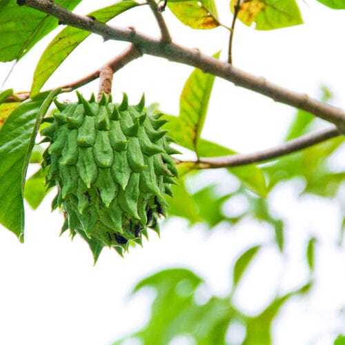 Rollinia fruit hanging on a tree