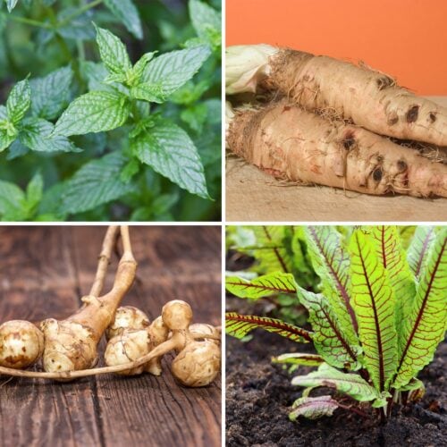 Four different vegetables in a grid