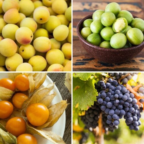 Four different fruits in a grid