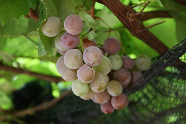 Complete List of Fruits that Start with the Letter U (#1 is so ugly!)