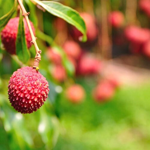 Thai lychee in the garden