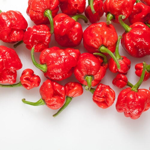 Trinidad scorpion butch T peppers on white surface