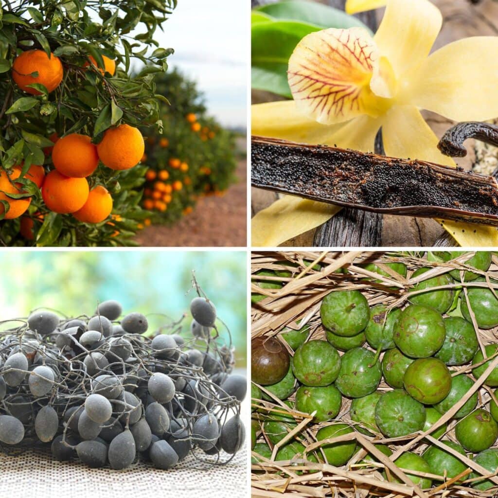 Fruits That Start With V (Watch out for #16!)