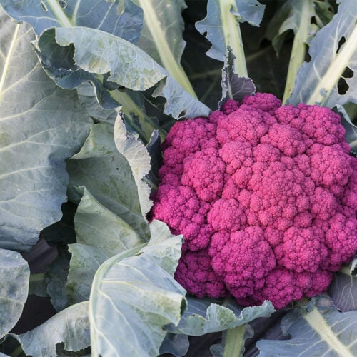 Violet cauliflower and its leaves