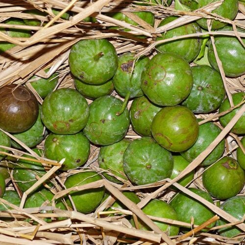 Voavanga fruits on hay