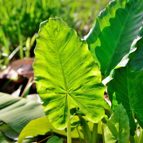 Xanthosoma sagittifolium leaves growing in the garden
