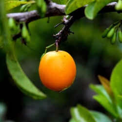 Ximenia americana fruit hanging on a branch - 10