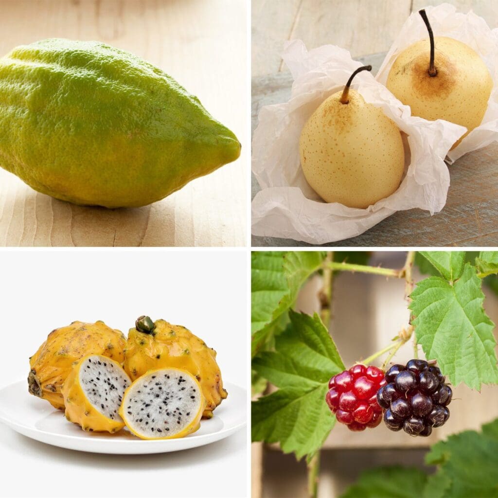 20 Fruits That Start With Y (With Pictures and Facts)