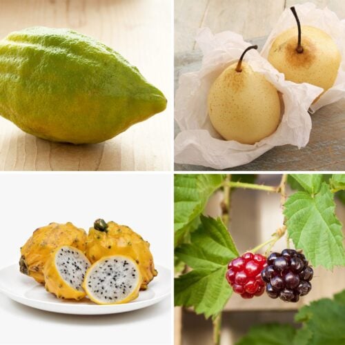Four different fruits in a grid
