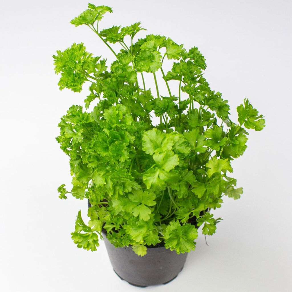 Parsley on white background