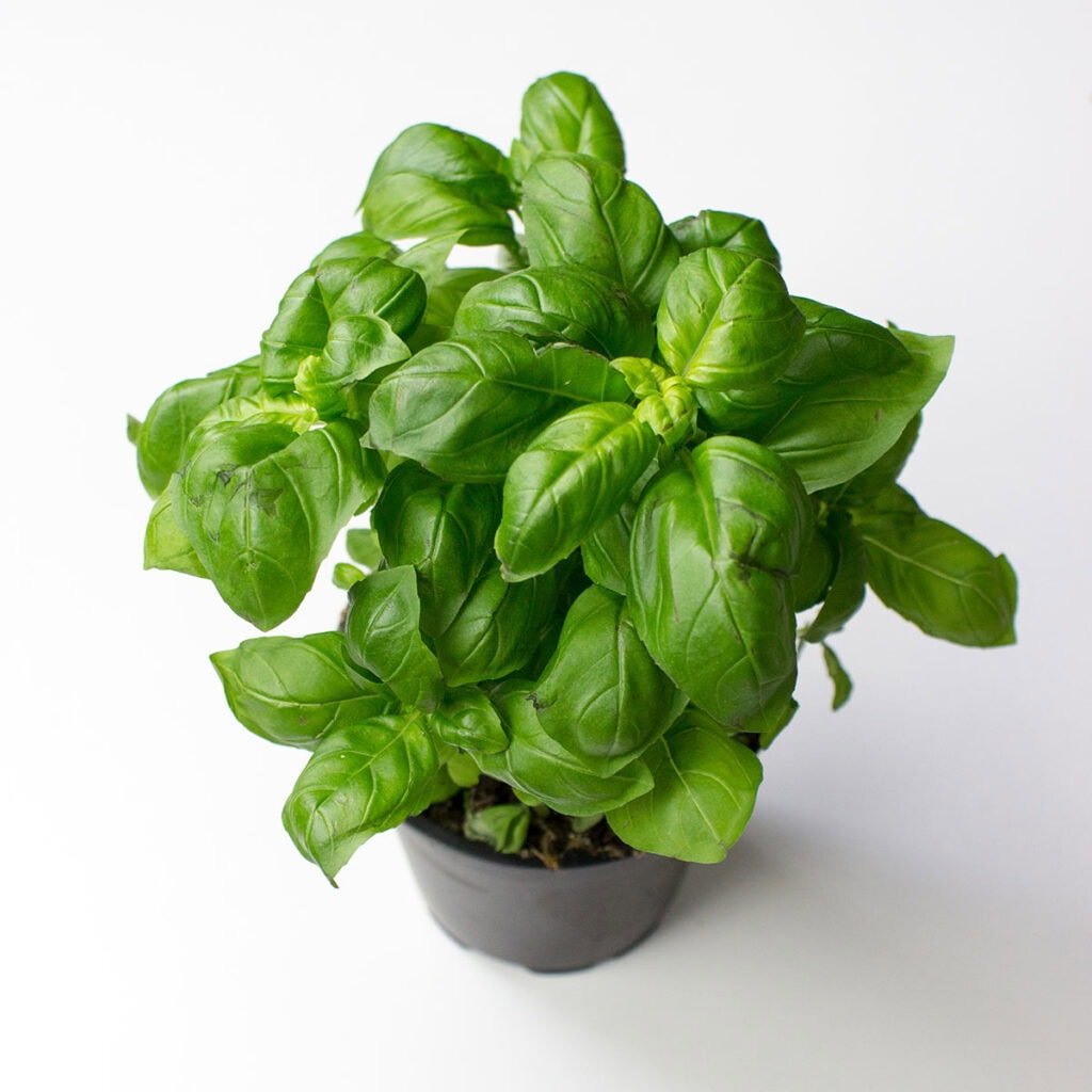 Basil on white surface